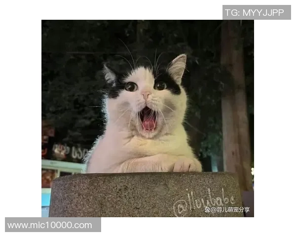 足球明星庇护的萌宠：你知道哪个球星的猫咪吗？